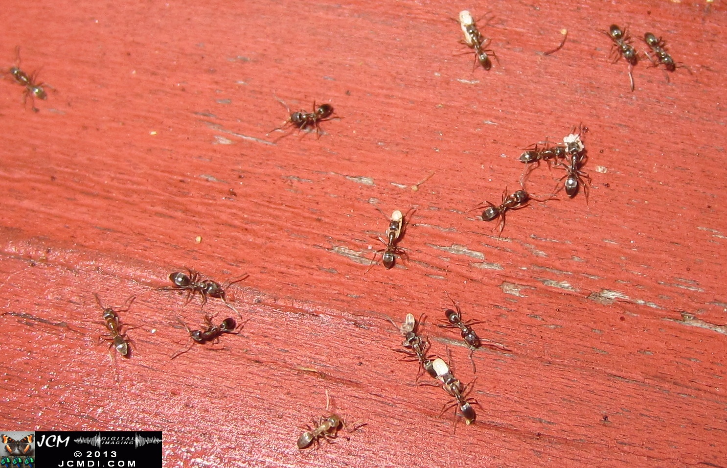 Save the Larvae! Argentine Ants abondoning flooded nest